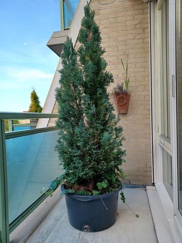 1 mooie grote conifeer/levensboom (Thuja) beschikbaar voor biedingen