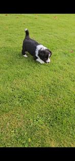 Lief en rustig border collie pup teefje, Dieren en Toebehoren, Honden | Herdershonden en Veedrijvers, België, Particulier, 8 tot 15 weken