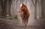Verzorger/bijrijder gezocht Noordwijk, Dieren en Toebehoren