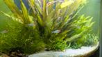 JUWEL Aquarium Trigon 190 inclusief onderkast hoek aquarium, Dieren en Toebehoren, Vissen | Aquaria en Toebehoren, Ophalen, Gevuld zoetwateraquarium