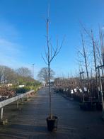 Juglans regia - Walnootboom, Tuin en Terras, Planten | Bomen, Overige soorten, Lente, 100 tot 250 cm, Ophalen