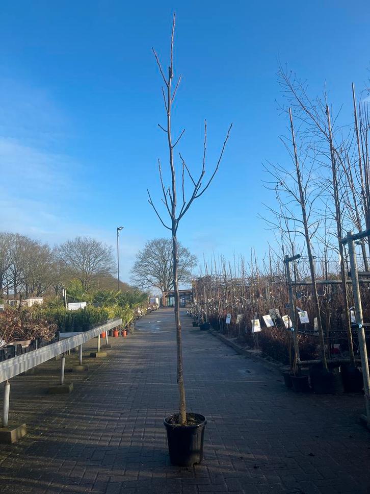 Juglans regia - Walnootboom, Tuin en Terras, Planten | Bomen, Overige soorten, 100 tot 250 cm, Volle zon, Lente, In pot, Ophalen