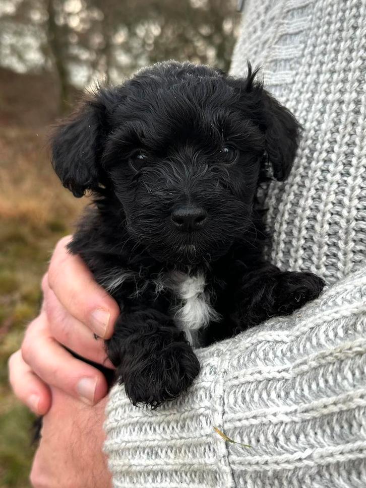 Prachtige Dwergpoedel-Boomer pup reutje, Dieren en Toebehoren, Honden | Chihuahua's en Gezelschapshonden, Meerdere dieren, Overige rassen