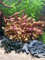 Aquariumplanten | Bacopa, papegaaienblad, Dieren en Toebehoren, Ophalen of Verzenden, Zo goed als nieuw, Plant(en), Steen of Hout
