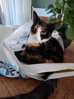 3 lieve huiskatten zoeken een warm nestje, Dieren en Toebehoren, Katten en Kittens | Overige Katten