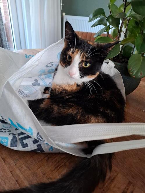 3 lieve huiskatten zoeken een warm nestje, Dieren en Toebehoren, Katten en Kittens | Overige Katten