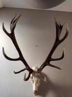 Prachtig Edelhert Gewei - 16 Ender, Ophalen of Verzenden, Gebruikt