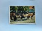 kaart paard veulen dier, Ophalen, 1980 tot heden, Ongelopen, Paard