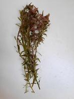 Combinatiepakket aquariumplanten (4) met gratis advies, Ophalen of Verzenden, Nieuw, Plant(en), Steen of Hout