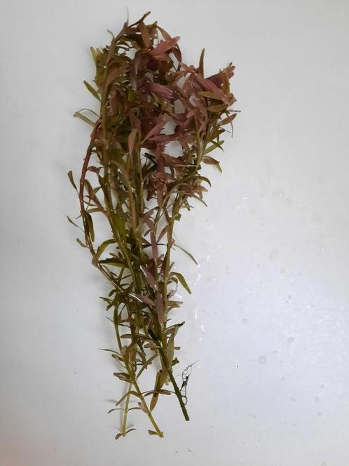 Combinatiepakket aquariumplanten (4) met gratis advies, Dieren en Toebehoren, Vissen | Aquaria en Toebehoren, Nieuw, Plant(en), Steen of Hout