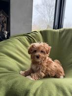 Maltipoo (Maltezer x Poedel) pups, Dieren en Toebehoren, Honden | Chihuahua's en Gezelschapshonden, Poedel, Parvo, Nederland, 8 tot 15 weken