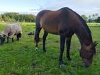 Weiland GEZOCHT, 2 of 3 paarden of pony's, Weidegang