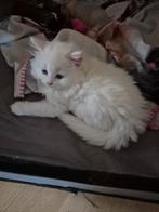 Siberische x ragdoll kitten, Poes, Ontwormd, 0 tot 2 jaar