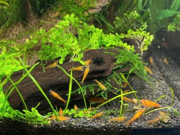 Neocaridina oranje garnalen  beschikbaar voor biedingen