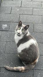 2 lieve zusjes zoeken nieuw huisje, Dieren en Toebehoren, Poes, Ontwormd, 3 tot 5 jaar