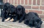 Prachtige GOLDEN RETRIEVER x FRIESE STABIJ pups, Nederland, CDV (hondenziekte), 8 tot 15 weken, Meerdere