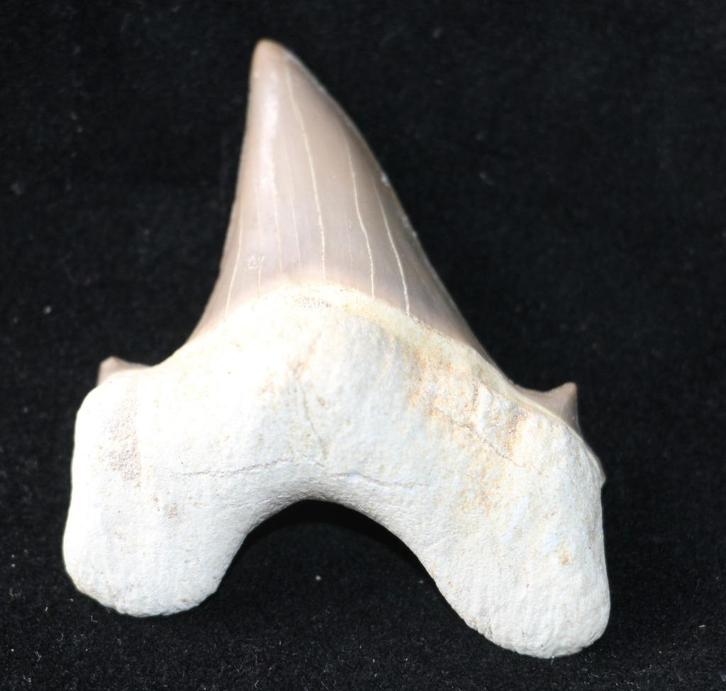 Haaientand, Verzamelen, Mineralen en Fossielen, Fossiel, Ophalen of Verzenden