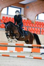 Betrouwbare allround D pony ruin M1 Dressuur, Gechipt, Ruin, M, 11 jaar of ouder