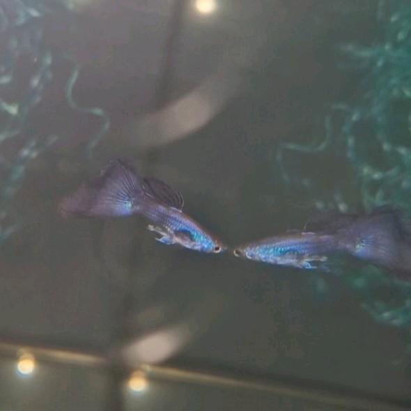 Purple Moscow Dumbo Raszuiver, Dieren en Toebehoren, Vissen | Aquariumvissen, Zoetwatervis, Vis, Schoolvis