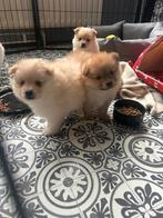 Lieve kleine pomeriaan/dwergkees puppy’s ️❤️, Dieren en Toebehoren, Honden | Chihuahua's en Gezelschapshonden, Overige rassen