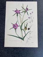 10 prenten bloemen/planten 16,5x24 samen 20 euro oa viooltje, Ophalen of Verzenden, Natuur en Biologie