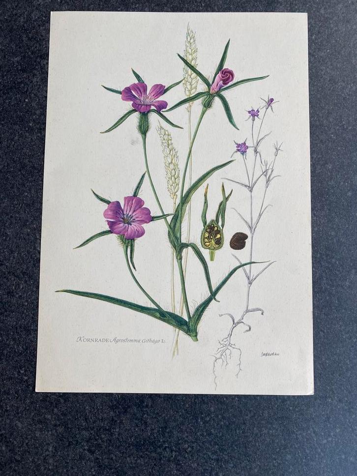 10 prenten bloemen/planten 16,5x24 samen 20 euro oa viooltje, Antiek en Kunst, Antiek | Schoolplaten, Natuur en Biologie, Ophalen of Verzenden