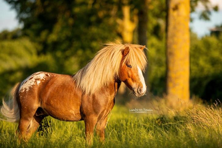 TER DEKKING 2026: Appaloosa shetlander hengst (NIET TE KOOP), Dieren en Toebehoren, Paarden en Pony's | Dekhengsten en Fokmerries