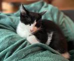3 Kittens kruizing Noorse Boskat, Dieren en Toebehoren, Katten en Kittens | Overige Katten, Meerdere dieren, Kortharig, 0 tot 2 jaar