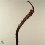 Salix udensis 'Sekka' Bandwilg decoratief, Overige soorten, Volle zon, Vaste plant, Ophalen of Verzenden