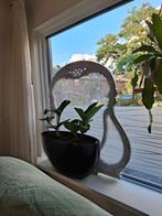 Antieke Raam-Hor / Decoratie - Collectors Item, Ophalen, 100 tot 150 cm, Zo goed als nieuw, 100 tot 125 cm