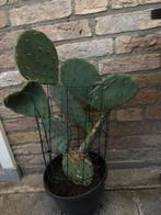 Opuntia vijgencactus, Volle zon, Vaste plant, Zomer, Ophalen