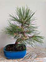 Pinus Thunbergii bonsai, Ophalen of Verzenden, Overige soorten, Halfschaduw