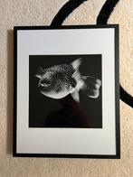 Yellowkorner foto vis zwart wit Nicolas Evariste 50 x 40, Huis en Inrichting, Woonaccessoires | Lijsten, Minder dan 50 cm, Zo goed als nieuw