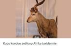 Kudu Antiloop, Verzamelen, Dierenverzamelingen, Ophalen, Zo goed als nieuw, Opgezet dier