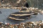 Gestreepte doornmeerval, Dieren en Toebehoren, Vissen | Aquariumvissen, Vis, Zoetwatervis