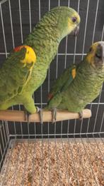 Jonge tamme baby Blauwboordhoofd Amazones, Dieren en Toebehoren, Meerdere dieren, Papegaai, Geringd