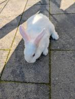 Lief mannetjes konijn 8 weken oud, Dieren en Toebehoren, Konijnen, Mannelijk, Dwerg