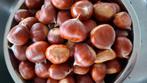 Tamme kastanjes extra groot 1kg., Ophalen of Verzenden