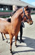 Veulen, Dieren en Toebehoren, Pony's, C pony (1.27m tot 1.37m), Onbeleerd, Gechipt, Hengst