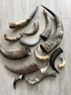 15 decoratieve Hoorns, Ophalen