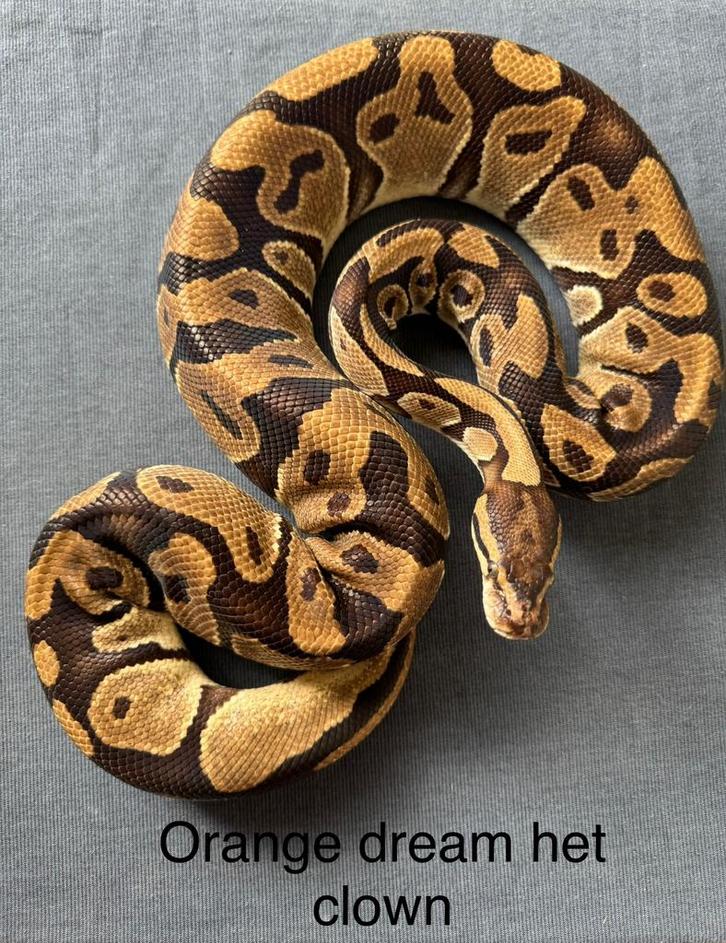 Orange Dream het Clown vrouw koningspython ballpython, Dieren en Toebehoren, Reptielen en Amfibieën, Slang