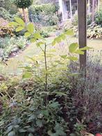 Meerdere jonge walnotenbomen

Per stuk €3,50, Ophalen, Overige soorten