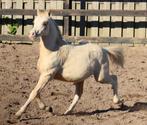 Kwaliteits Welsh sectie A hengstveulen, diverse kleuren, Dieren en Toebehoren, Pony's, Hengst, 0 tot 2 jaar