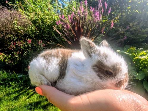Kruising Minilop& Teddy widder konijntjes, Dieren en Toebehoren, Konijnen, Dwerg, Meerdere dieren