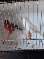Koppel goudvinken, Dieren en Toebehoren, Vogels | Overige Vogels, Meerdere dieren
