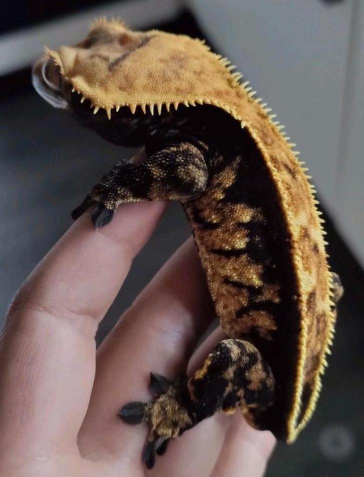 Wimpergekko man black-base, Dieren en Toebehoren, Reptielen en Amfibieën, Hagedis, 3 tot 6 jaar