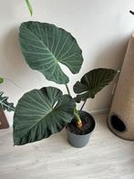 Alocasia regal shield, Ophalen, Overige soorten, Minder dan 100 cm