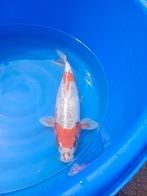 (3) Koi / Koi karper - 48 cm. Zeer uniek en Hoge kwaliteit!, Karper of Koi
