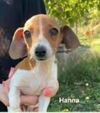 Hanna zoekt haar thuis, Dieren en Toebehoren, Particulier, Rabiës (hondsdolheid), 15 weken tot 1 jaar, Overige rassen