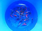 Japanse koi 8-10 cm kweker maruyo, Karper of Koi
